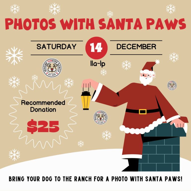 Photos with Santa Paws