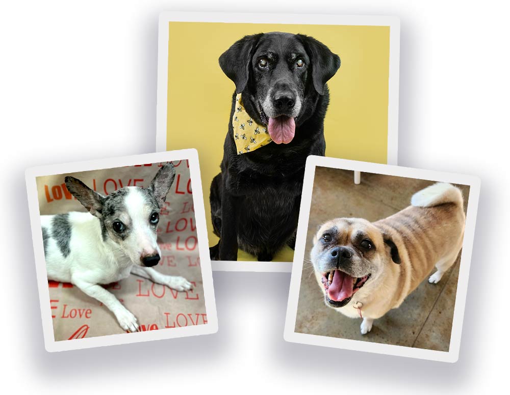 Adopted Senior Dogs from Imagine FURever Ranch